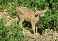 Baby Fawn-2